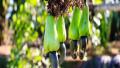 Cashew Nuts: A Nutritional Powerhouse with Multiple Health Benefits