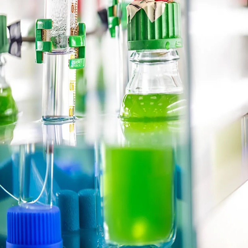 algae-biofuel-a-renewable-path-to-energy-independence-1