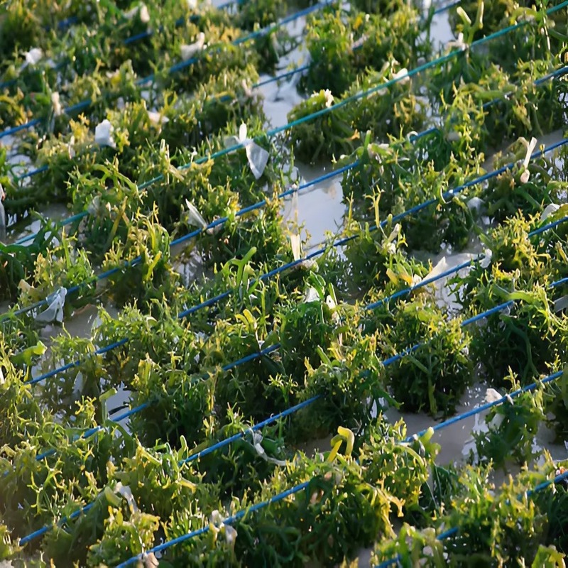 algae-biofuel-a-renewable-path-to-energy-independence-2