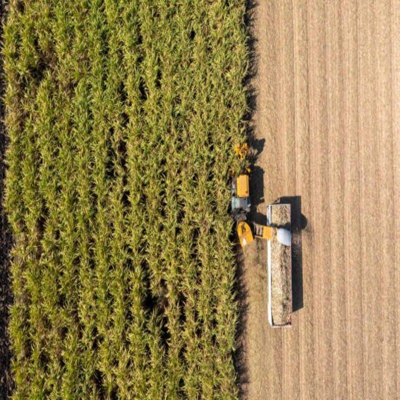 Biomass and Biofuels: Key Players in the Renewable Energy Landscape