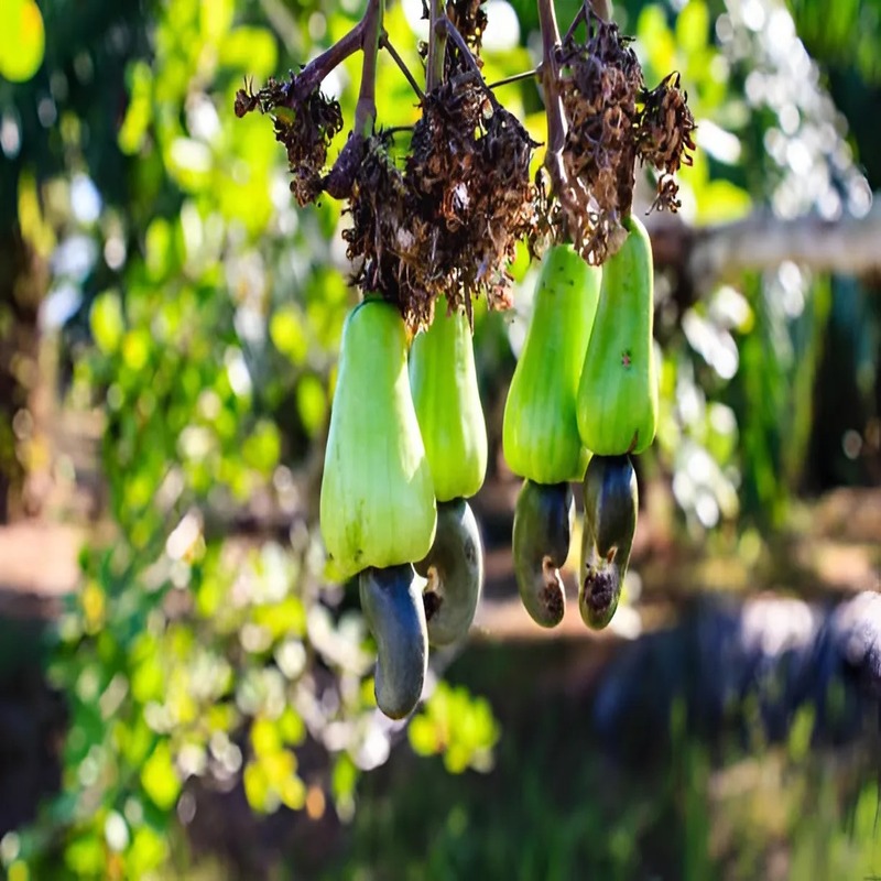 cashew-nuts-a-nutritional-powerhouse-with-multiple-health-benefits-3