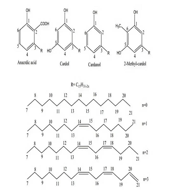 cashew-shell-liquid-extraction-a-guide-to-sustainable-extraction-and-multifaceted-applications-1