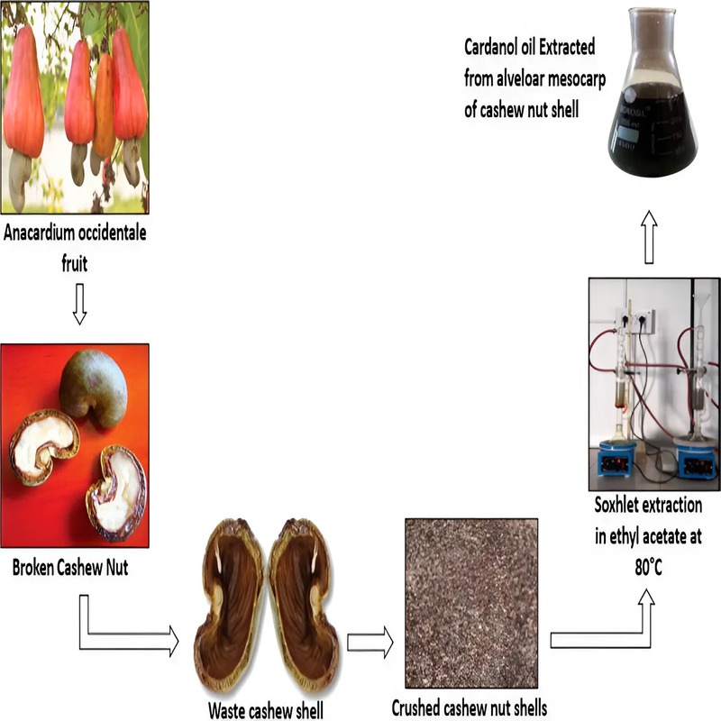 cashew-shell-liquid-extraction-a-guide-to-sustainable-extraction-and-multifaceted-applications-2