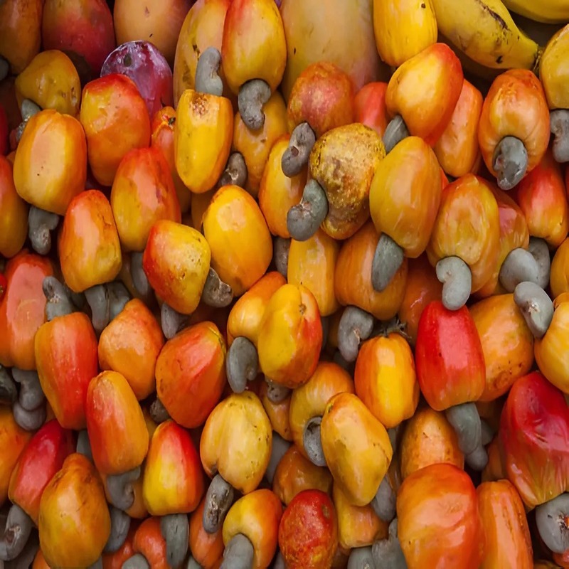 what-is-cashew-shell-unlocking-the-potential-of-a-versatile-byproduct-1