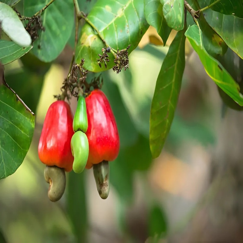 what-is-cashew-shell-unlocking-the-potential-of-a-versatile-byproduct-3