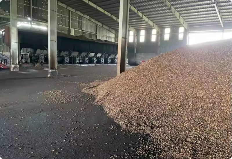 cashew-nut-shell-liquid-3